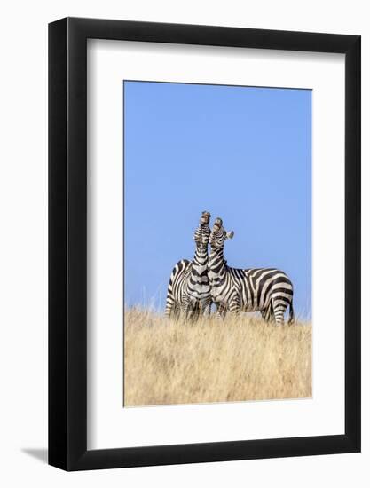 Kenya, Meru County, Lewa Wildlife Conservancy. Two Common Zebra Stallions Braying.-Nigel Pavitt-Framed Photographic Print