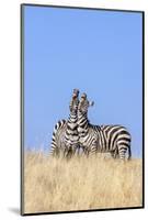 Kenya, Meru County, Lewa Wildlife Conservancy. Two Common Zebra Stallions Braying.-Nigel Pavitt-Mounted Photographic Print