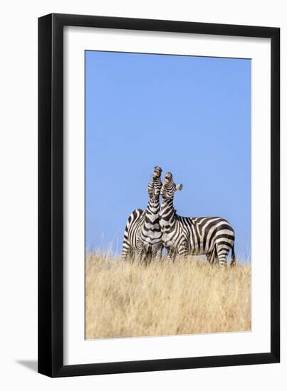 Kenya, Meru County, Lewa Wildlife Conservancy. Two Common Zebra Stallions Braying.-Nigel Pavitt-Framed Photographic Print