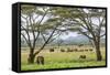 Kenya, Meru County-Nigel Pavitt-Framed Stretched Canvas