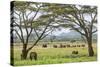 Kenya, Meru County-Nigel Pavitt-Stretched Canvas