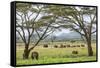 Kenya, Meru County-Nigel Pavitt-Framed Stretched Canvas