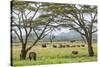 Kenya, Meru County-Nigel Pavitt-Stretched Canvas