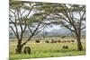 Kenya, Meru County-Nigel Pavitt-Mounted Photographic Print