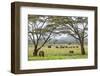 Kenya, Meru County-Nigel Pavitt-Framed Photographic Print