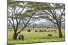 Kenya, Meru County-Nigel Pavitt-Mounted Photographic Print