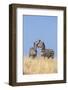 Kenya, Meru County-Nigel Pavitt-Framed Photographic Print