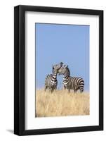 Kenya, Meru County-Nigel Pavitt-Framed Photographic Print