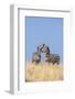 Kenya, Meru County-Nigel Pavitt-Framed Photographic Print