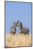 Kenya, Meru County-Nigel Pavitt-Mounted Photographic Print