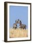 Kenya, Meru County-Nigel Pavitt-Framed Photographic Print