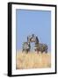 Kenya, Meru County-Nigel Pavitt-Framed Photographic Print