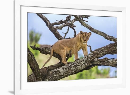 Kenya, Meru County-Nigel Pavitt-Framed Photographic Print