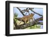 Kenya, Meru County-Nigel Pavitt-Framed Photographic Print