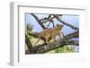 Kenya, Meru County-Nigel Pavitt-Framed Photographic Print