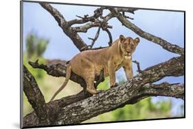 Kenya, Meru County-Nigel Pavitt-Mounted Photographic Print