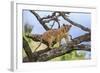 Kenya, Meru County-Nigel Pavitt-Framed Photographic Print