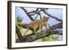 Kenya, Meru County-Nigel Pavitt-Framed Photographic Print