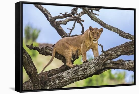 Kenya, Meru County-Nigel Pavitt-Framed Stretched Canvas