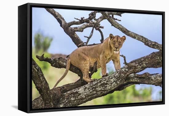 Kenya, Meru County-Nigel Pavitt-Framed Stretched Canvas