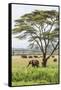 Kenya, Meru County-Nigel Pavitt-Framed Stretched Canvas