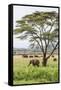 Kenya, Meru County-Nigel Pavitt-Framed Stretched Canvas