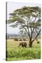 Kenya, Meru County-Nigel Pavitt-Stretched Canvas