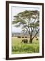 Kenya, Meru County-Nigel Pavitt-Framed Photographic Print