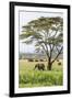 Kenya, Meru County-Nigel Pavitt-Framed Photographic Print