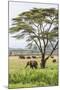 Kenya, Meru County-Nigel Pavitt-Mounted Photographic Print