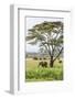 Kenya, Meru County-Nigel Pavitt-Framed Photographic Print