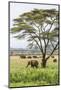 Kenya, Meru County-Nigel Pavitt-Mounted Photographic Print