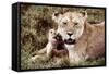 Kenya, Mother Lion Sitting with Her Cub-Kent Foster-Framed Stretched Canvas