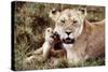 Kenya, Mother Lion Sitting with Her Cub-Kent Foster-Stretched Canvas