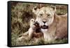 Kenya, Mother Lion Sitting with Her Cub-Kent Foster-Framed Stretched Canvas