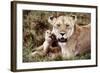 Kenya, Mother Lion Sitting with Her Cub-Kent Foster-Framed Photographic Print