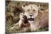 Kenya, Mother Lion Sitting with Her Cub-Kent Foster-Mounted Photographic Print