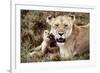 Kenya, Mother Lion Sitting with Her Cub-Kent Foster-Framed Photographic Print