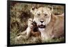 Kenya, Mother Lion Sitting with Her Cub-Kent Foster-Framed Photographic Print