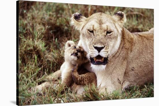 Kenya, Mother Lion Sitting with Her Cub-Kent Foster-Stretched Canvas