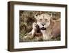 Kenya, Mother Lion Sitting with Her Cub-Kent Foster-Framed Photographic Print