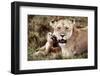 Kenya, Mother Lion Sitting with Her Cub-Kent Foster-Framed Photographic Print