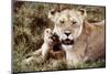 Kenya, Mother Lion Sitting with Her Cub-Kent Foster-Mounted Photographic Print