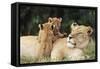 Kenya, Mother Lion with Cubs-Kent Foster-Framed Stretched Canvas