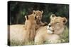 Kenya, Mother Lion with Cubs-Kent Foster-Stretched Canvas