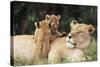 Kenya, Mother Lion with Cubs-Kent Foster-Stretched Canvas