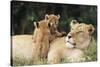 Kenya, Mother Lion with Cubs-Kent Foster-Stretched Canvas