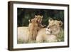 Kenya, Mother Lion with Cubs-Kent Foster-Framed Photographic Print