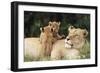 Kenya, Mother Lion with Cubs-Kent Foster-Framed Photographic Print