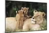 Kenya, Mother Lion with Cubs-Kent Foster-Mounted Photographic Print